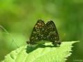 Melitaea britomartis (Melike Amannisa)